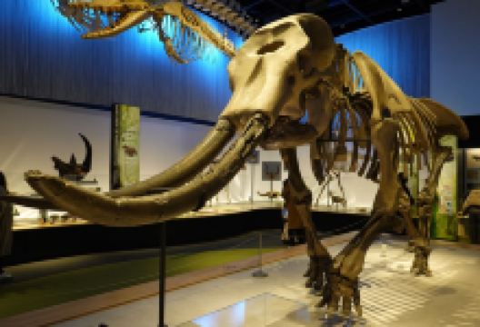 Toyohashi Museum of Natural History景点图片