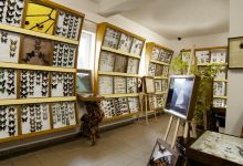 Arthropoda - Butterfly Museum景点图片