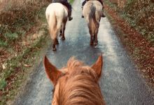 Dartfield Irelands Horse and Heritage Centre景点图片