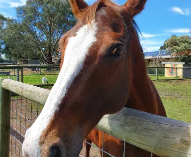 Rain, Hayne and Shine Farmyard