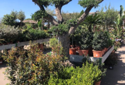 Trópico De Capricornio S L购物图片