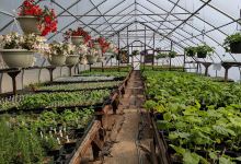 Mountain Greenery Greenhouse购物图片