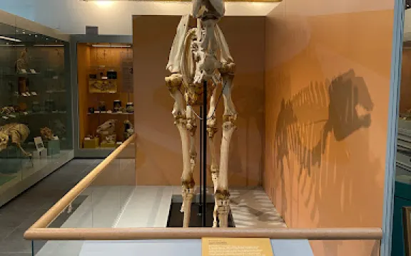 The Cole Museum of Zoology