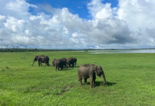 Yogeshani Eco Safari | Minneriya & Kaudulla Jeep Safari and Village Explorer景点图片