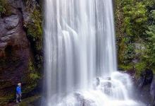 Te Urewera Rainforest Route - Northern Gateway景点图片