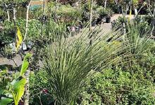 Bégonia - Les Jardins de Bretteville购物图片
