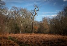Northaw Great Wood Country Park景点图片