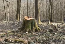 Forêt de chalezeule景点图片