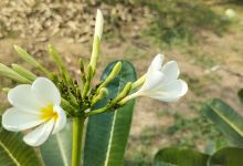 Keshare’s Garden景点图片
