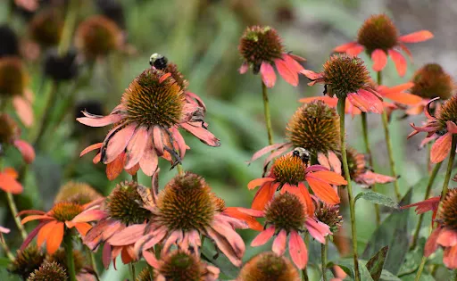 Pittsburgh Botanic Garden