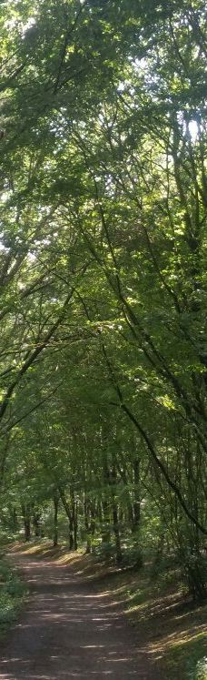 Parc des Gayeulles-雷恩