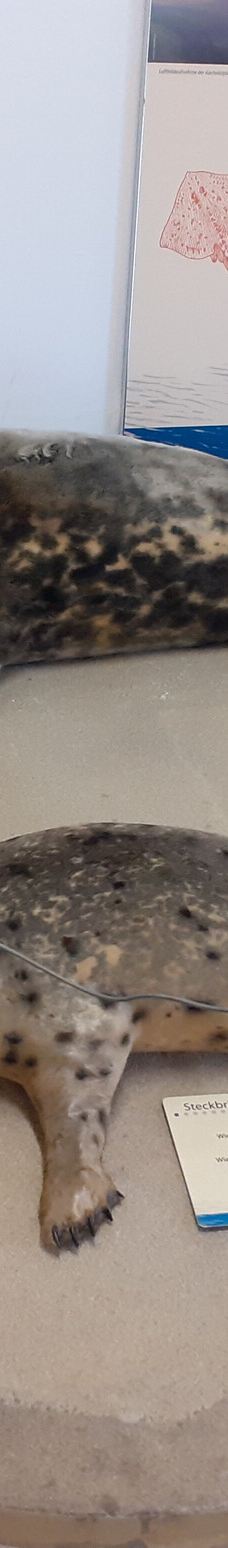 Seehundstation und Waloseum-诺德代希