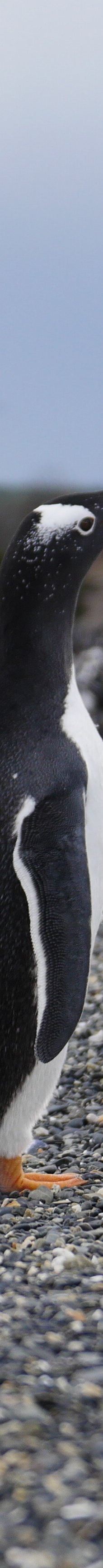 Isla Martillo-乌斯怀亚