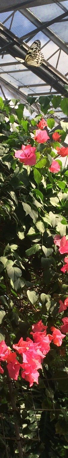 琉宫城蝴蝶园-本部町