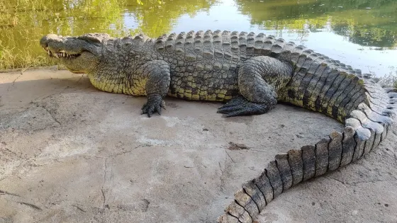 Livingstone Reptile Park