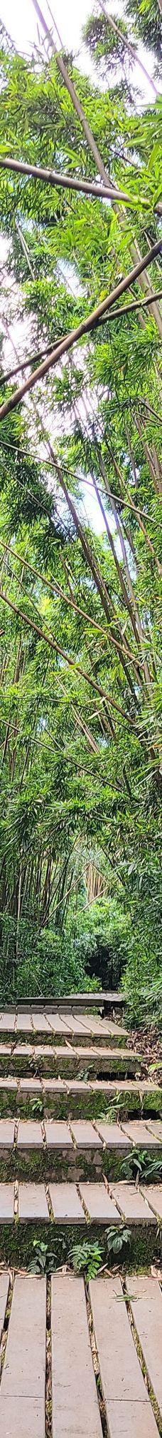 皮皮崴小径-茂宜县