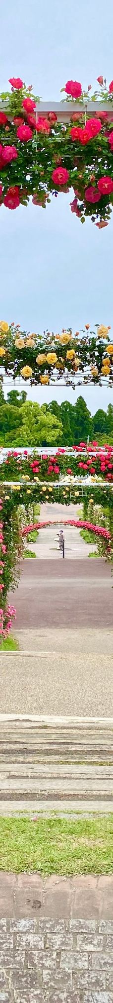 日本最大 鹿屋玫瑰园-鹿屋市