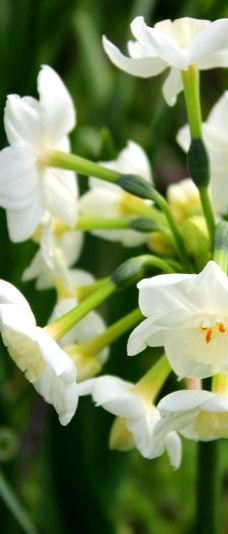 博尼角塔-马林县