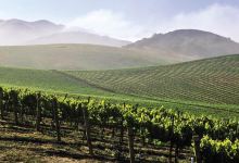 Old Mason Winery & Vineyard景点图片