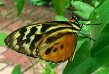 Le Jardin des Papillons景点图片