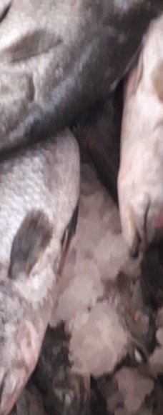 Kurma Asih Sea Turtle Conservation Center-巴厘岛