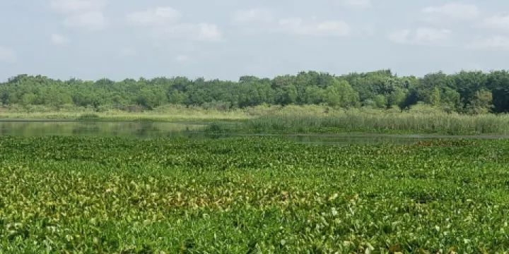 J. J. Mayes Wildlife Trace