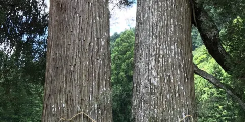 Monsugi of Kawauchishirao Shrine