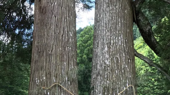 Monsugi of Kawauchishirao Shrine