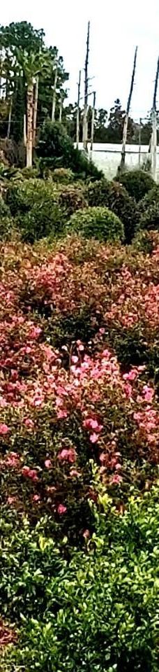 为美里山茶树群-西归浦市