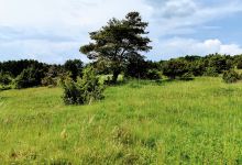Kasinger Wacholderheide, Kalofa, Lindnau景点图片