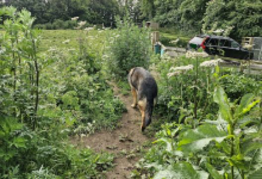 Bowcliffe Dog Enrichment Park景点图片