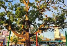 Praça do Choppão (8 de Abril)景点图片