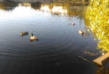 Arklow Duckpond景点图片
