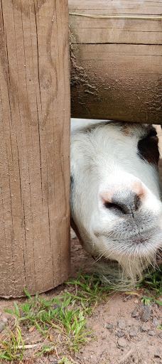 Südliche weinstraße wildlife park-南魏恩斯特拉瑟县