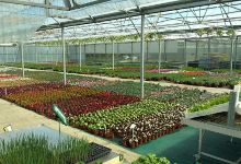 Argentain Plants购物图片