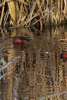 Talking Water Gardens-奥尔巴尼