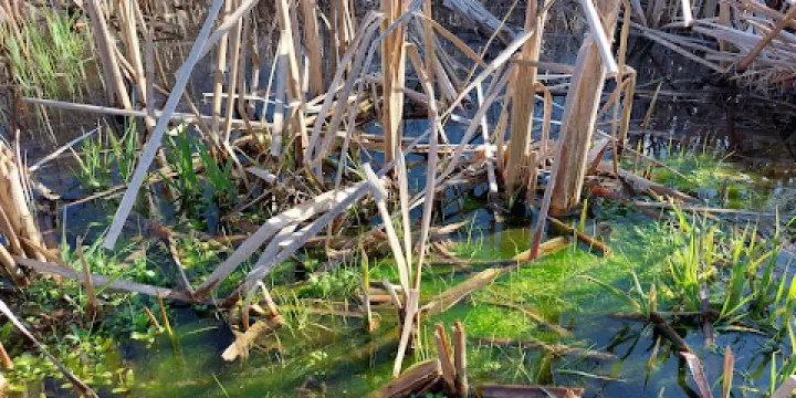 Jackson Bog State Nature Preserve