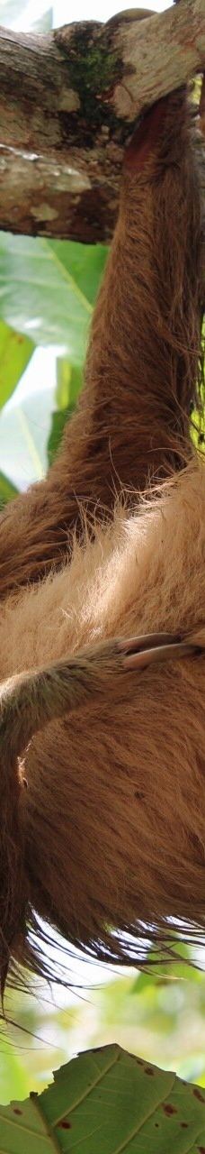 卡维塔国家公园-Talamanca