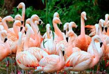 Birdworld景点图片