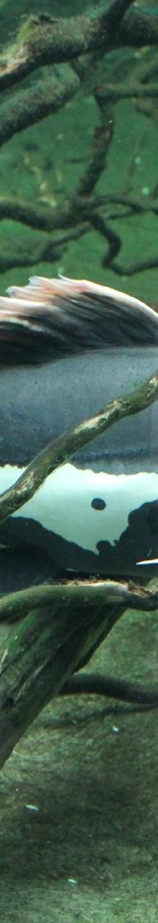 Biotropica, animal gardens-瓦德勒伊