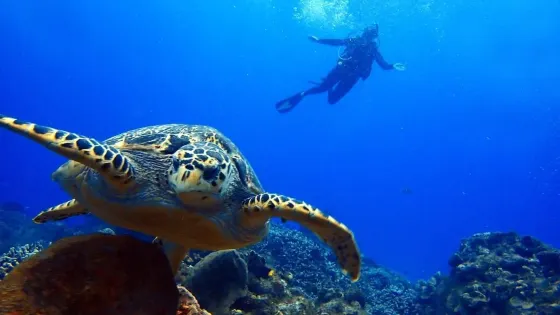Columbia Reef
