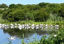 Cape May Bird Observatory - Northwood Center购物图片