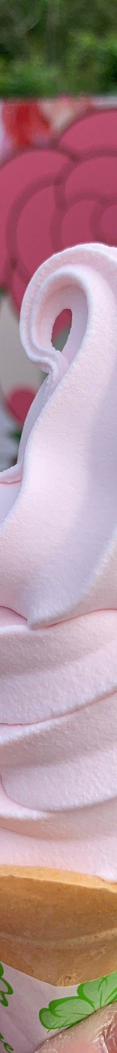 日本最大 鹿屋玫瑰园-鹿屋市