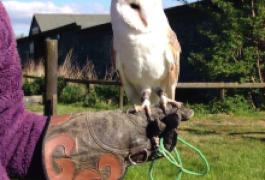 The Barn Owl Centre景点图片