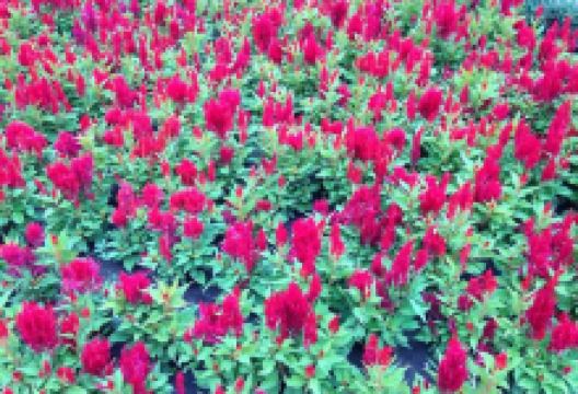 The Statue of Miklos Radnoti景点图片