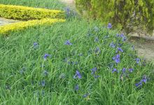 Kombirei Garden景点图片