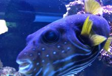 Aquarium Wasserbillig景点图片