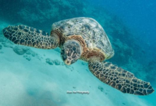 Aloha Scuba Diving Company景点图片