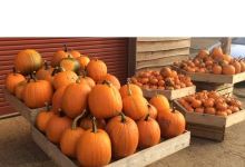 Wykham Park Farm Shop景点图片