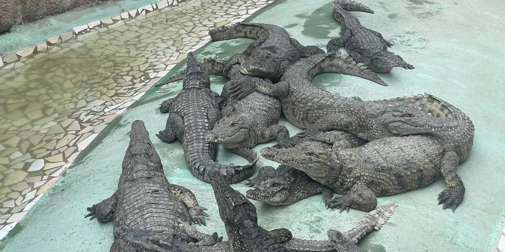 永安旅遊